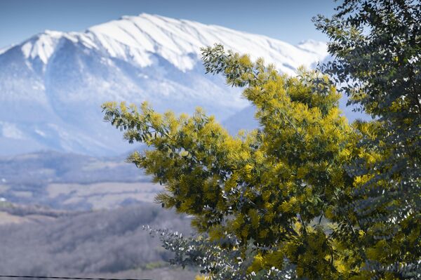 Cây mimosa trổ bông trên nền cảnh những ngọn núi phủ tuyết ở Sochi - Sputnik Việt Nam