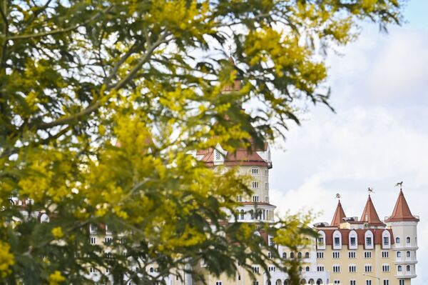 Hoa mimosa nở rộ trên nền cảnh khách sạn “Bogatyr” ở Sochi - Sputnik Việt Nam