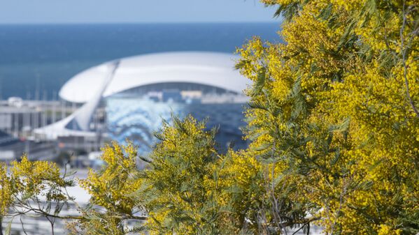 Cây Mimosa nở rộ trên nền cảnh Cung băng “Bolshoi” ở Sochi - Sputnik Việt Nam