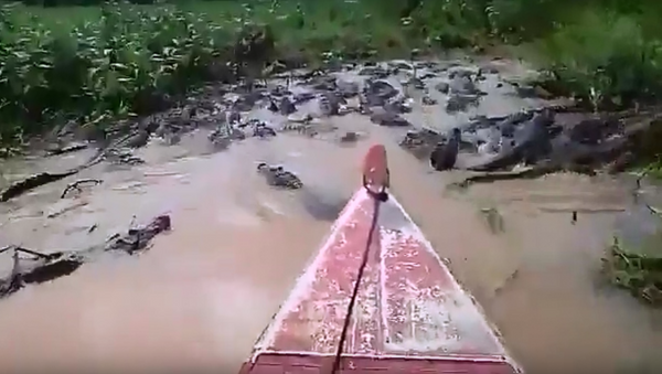 Một chiếc thuyền đi qua hàng ngàn con cá sấu ở vùng biển Pantanale - Sputnik Việt Nam