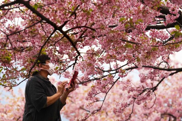 Người phụ nữ chụp ảnh hoa anh đào ở Nhật Bản - Sputnik Việt Nam