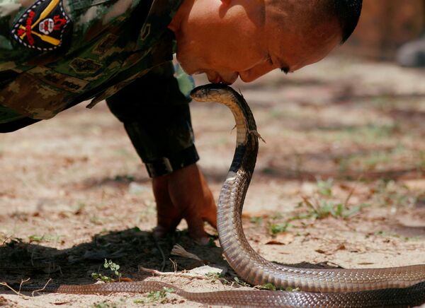 Huấn luyện viên hôn rắn hổ mang trong thời gian tập trận Cobra Gold ở Thái Lan - Sputnik Việt Nam