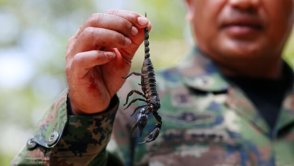 Huấn luyện viên giới thiệu con bọ cạp trong cuộc tập trận Cobra Gold ở Thái Lan - Sputnik Việt Nam