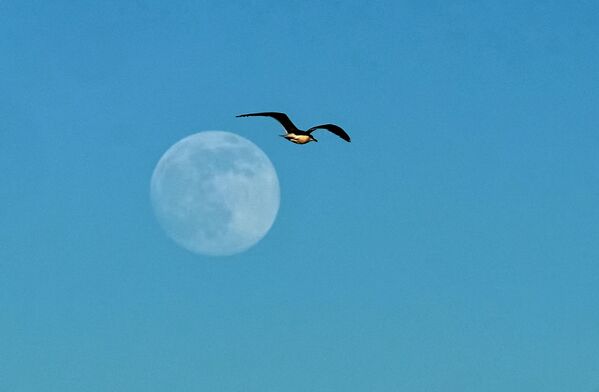 Chim hải âu và mặt trăng trên Vịnh Phần Lan ở Petergof - Sputnik Việt Nam
