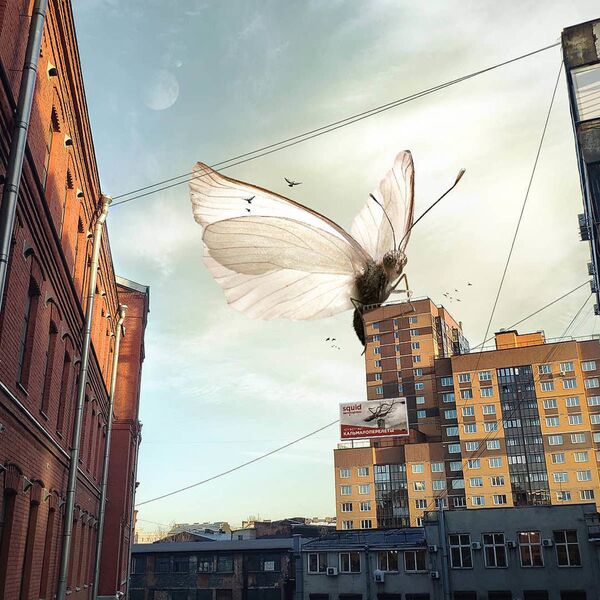 Con bướm trên tòa nhà ở St. Petersburg trong tác phẩm của họa sĩ Vadim Solovyov - Sputnik Việt Nam