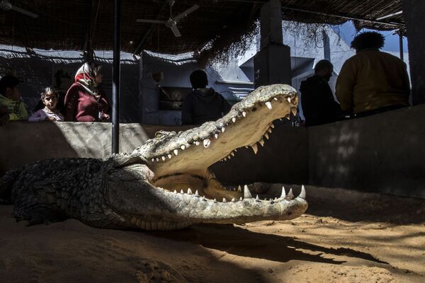 Cá sấu thuần hóa ở ngôi làng Nubia, Ai Cập - Sputnik Việt Nam