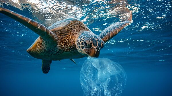 Hình ảnh con rùa với túi nhựa - Sputnik Việt Nam