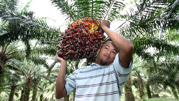 Công nhân mang đến trái cây để sản xuất dầu cọ - Sputnik Việt Nam
