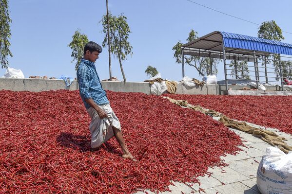 Công nhân sấy ớt đỏ ở Bangladesh - Sputnik Việt Nam