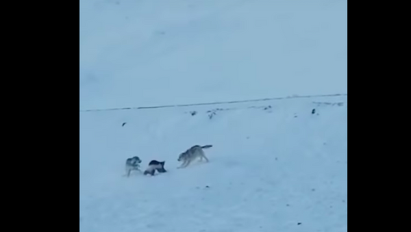 Video: Sói xám và chồn sói giao đấu quyết liệt trên lãnh nguyên - Sputnik Việt Nam
