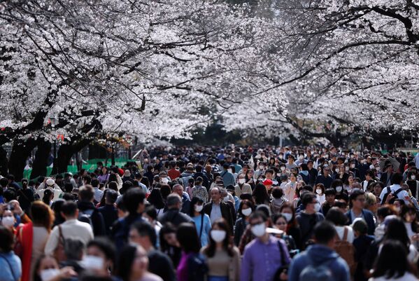 Du khách thăm công viên Ueno trong mùa hoa anh đào ở Nhật Bản - Sputnik Việt Nam
