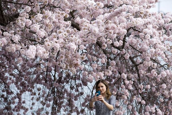 Cô gái chụp ảnh trong sắc hoa anh đào ở Washington - Sputnik Việt Nam
