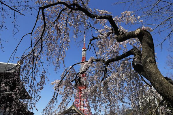 Tháp truyền hình Tokyo đuợc viền khung bằng hoa anh đào - Sputnik Việt Nam