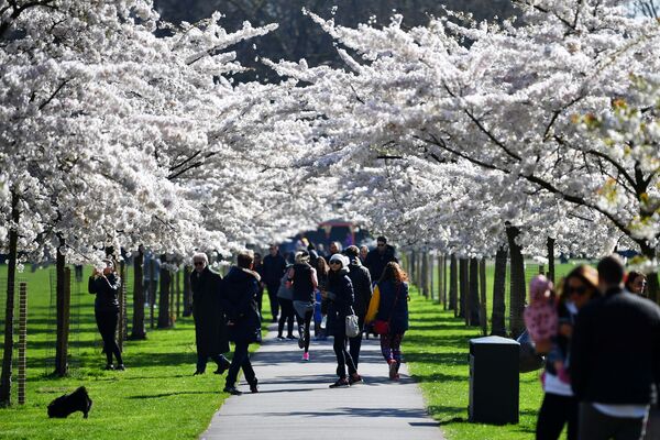 Du khách thăm công viên Battersea trong mùa hoa anh đào ở London - Sputnik Việt Nam