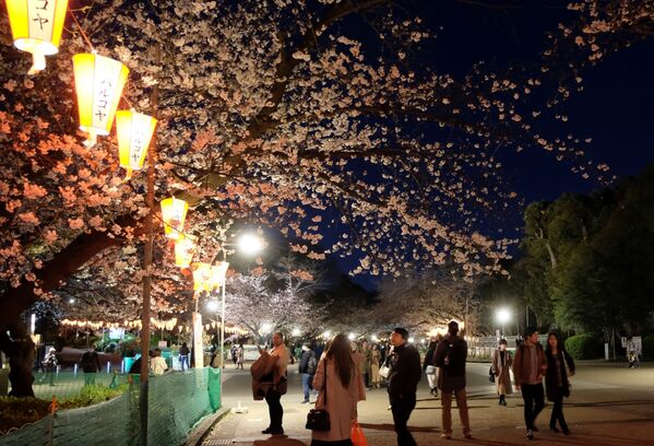 Du khách thăm công viên Ueno trong mùa hoa anh đào ở Nhật Bản - Sputnik Việt Nam