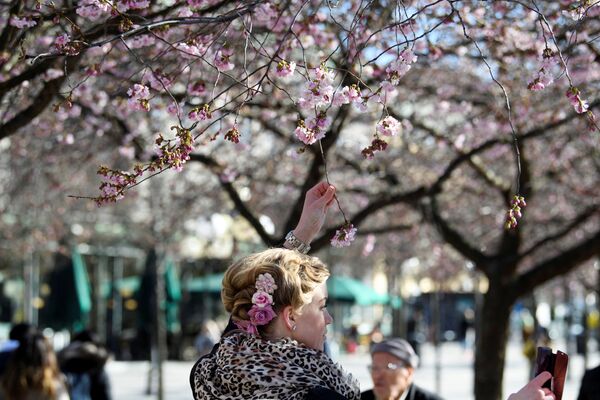 Cô gái khoe nhan sắc giữa hoa anh đào ở Stockholm - Sputnik Việt Nam