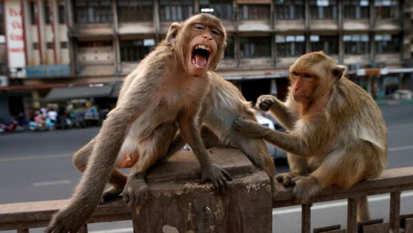 Những con khỉ trên hàng rào bên đền thờ Prang Sam Yod ở thành phố Lopburi, Thái Lan - Sputnik Việt Nam
