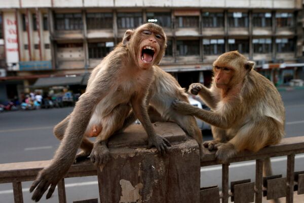 Những con khỉ trên hàng rào bên đền thờ Prang Sam Yod ở thành phố Lopburi, Thái Lan - Sputnik Việt Nam
