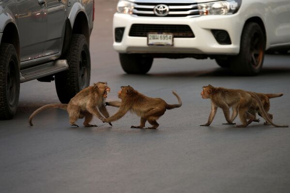 Những con khỉ trên đường phố gần Đền Prang Sam Yod ở Lopburi, Thái Lan - Sputnik Việt Nam