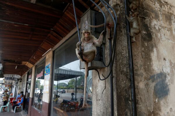 Những con khỉ trên dây điện gần đền thờ Prang Sam Yod ở thành phố Lopburi, Thái Lan - Sputnik Việt Nam