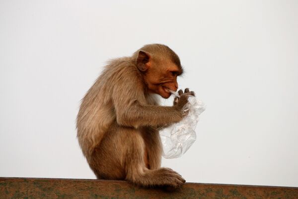 Con khỉ gặm túi nhựa tìm thức ăn, Thái Lan - Sputnik Việt Nam