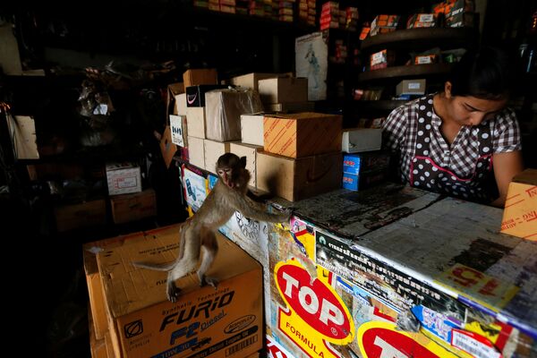 Con khỉ tìm kiếm thức ăn trong cửa hàng, Thái Lan - Sputnik Việt Nam
