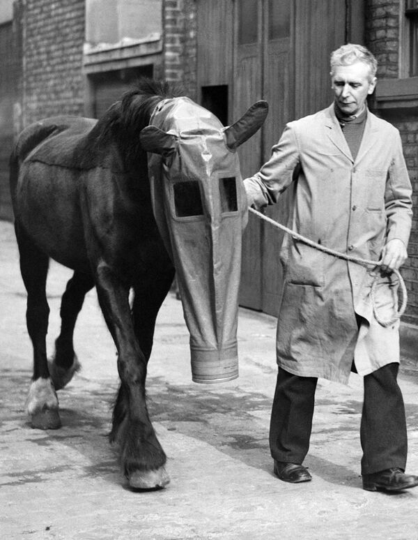 Mặt nạ phòng hộ cho ngựa để bảo vệ trước cuộc tấn công bằng khí độc, London, 1940 - Sputnik Việt Nam