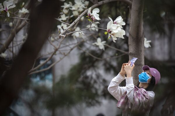 Cô gái đeo khẩu trang bảo vệ chụp ảnh hoa mộc lan tại Sở thú Bắc Kinh - Sputnik Việt Nam