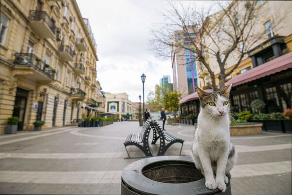 Con mèo trên con đường vắng ở thành phố Baku - Sputnik Việt Nam
