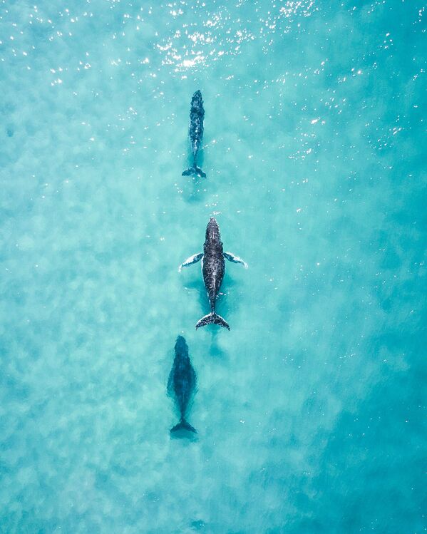 Bức ảnh Ba con cá voi của nhiếp ảnh gia Úc, được trình bày tại cuộc thi The World's Best Photos of #Water2020 - Sputnik Việt Nam
