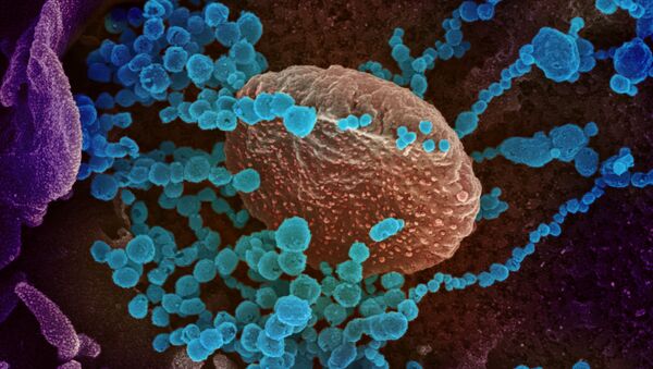 Tế bào nhiễm coronavirus soi dưới kính hiển vi - Sputnik Việt Nam