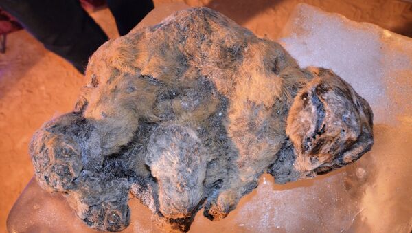 Hai sư tử hang động nhỏ tuổi bị đông lạnh được tìm thấy ở Bắc Cực vào cuối mùa hè này - Sputnik Việt Nam