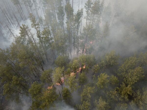 Cháy rừng ở khu vực Chernobyl - Sputnik Việt Nam
