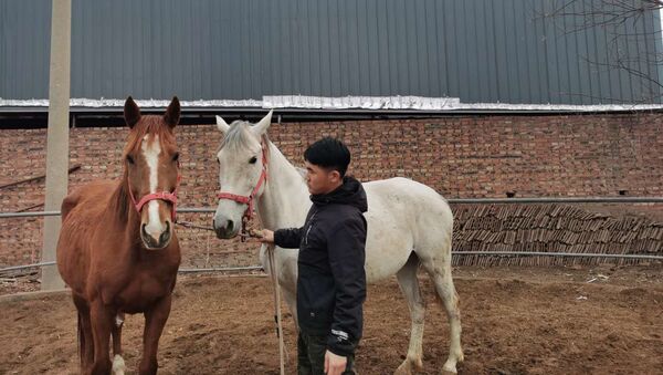 Con ngựa nhân bản đầu tiên sẽ xuất hiện ở Trung Quốc - Sputnik Việt Nam