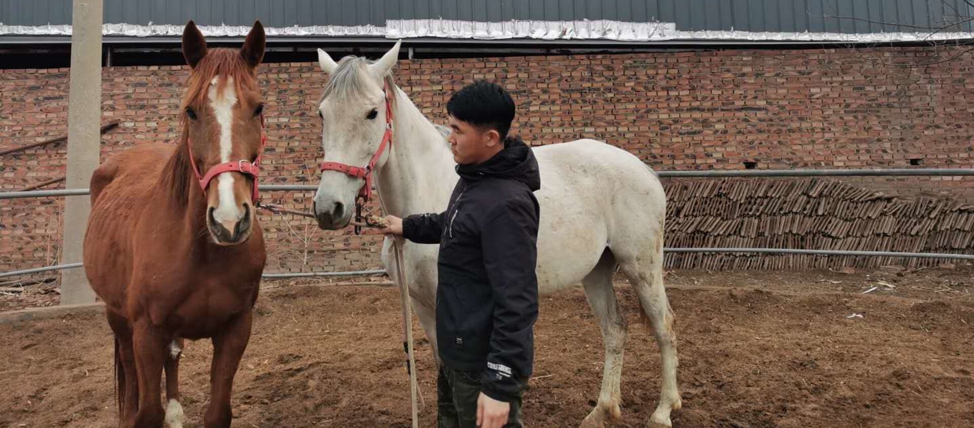 Con ngựa nhân bản đầu tiên sẽ xuất hiện ở Trung Quốc - Sputnik Việt Nam, 1920, 13.04.2020