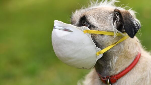Chó đeo khẩu trang ở Los-Angeles - Sputnik Việt Nam