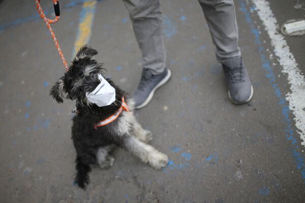 Chó đeo khẩu trang ở Colombia - Sputnik Việt Nam