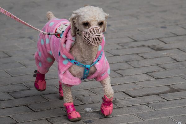 Chó đeo khẩu trang ở Bắc Kinh - Sputnik Việt Nam