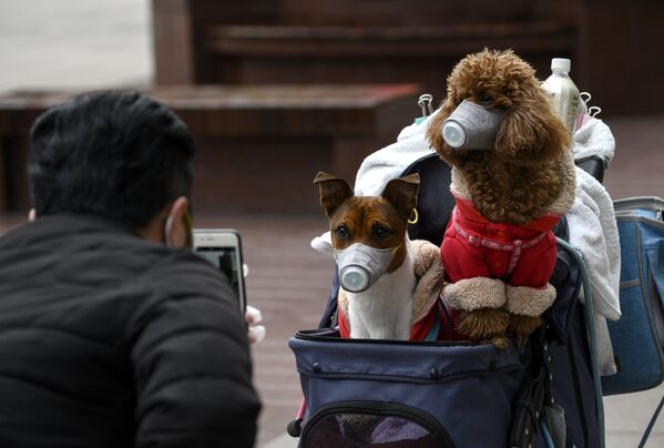 Chụp ảnh chó đeo khẩu trang ở Thượng Hải - Sputnik Việt Nam