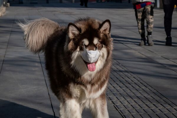 Chó đeo khẩu trang ở Bắc Kinh - Sputnik Việt Nam