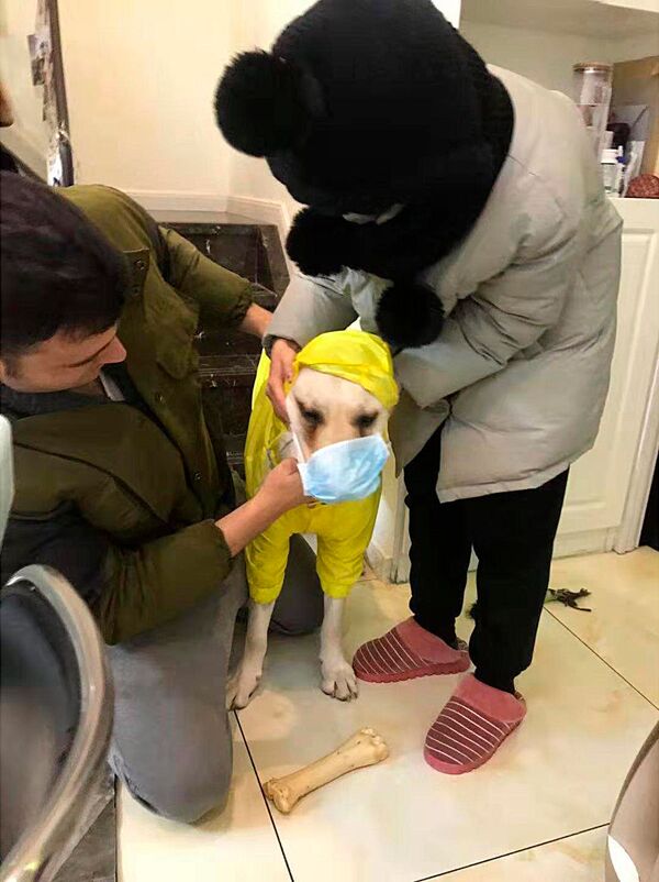 Cư dân Vũ Hán đeo khẩu trang cho con chó Labrador - Sputnik Việt Nam