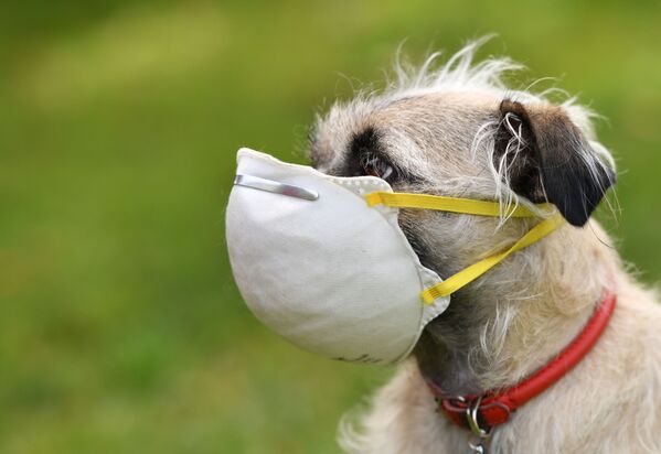 Chó đeo khẩu trang ở Los-Angeles - Sputnik Việt Nam