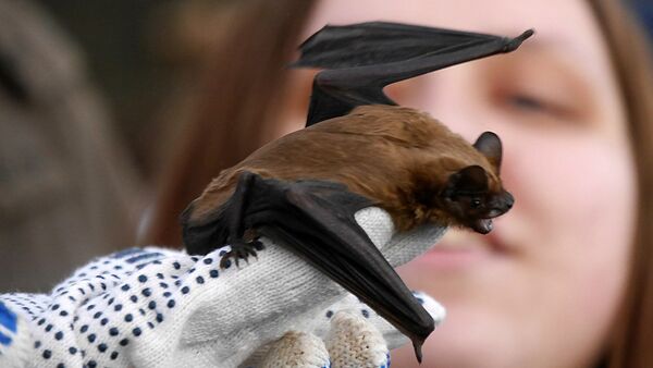 Bat từ Trung tâm phục hồi động vật hoang dã FINIST - Sputnik Việt Nam