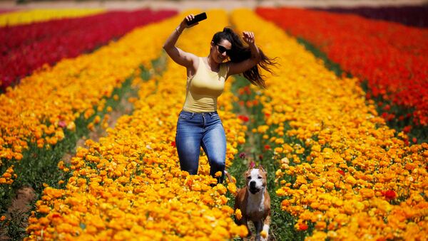 Người phụ nữ với con chó trên cánh đồng hoa ở Israel - Sputnik Việt Nam