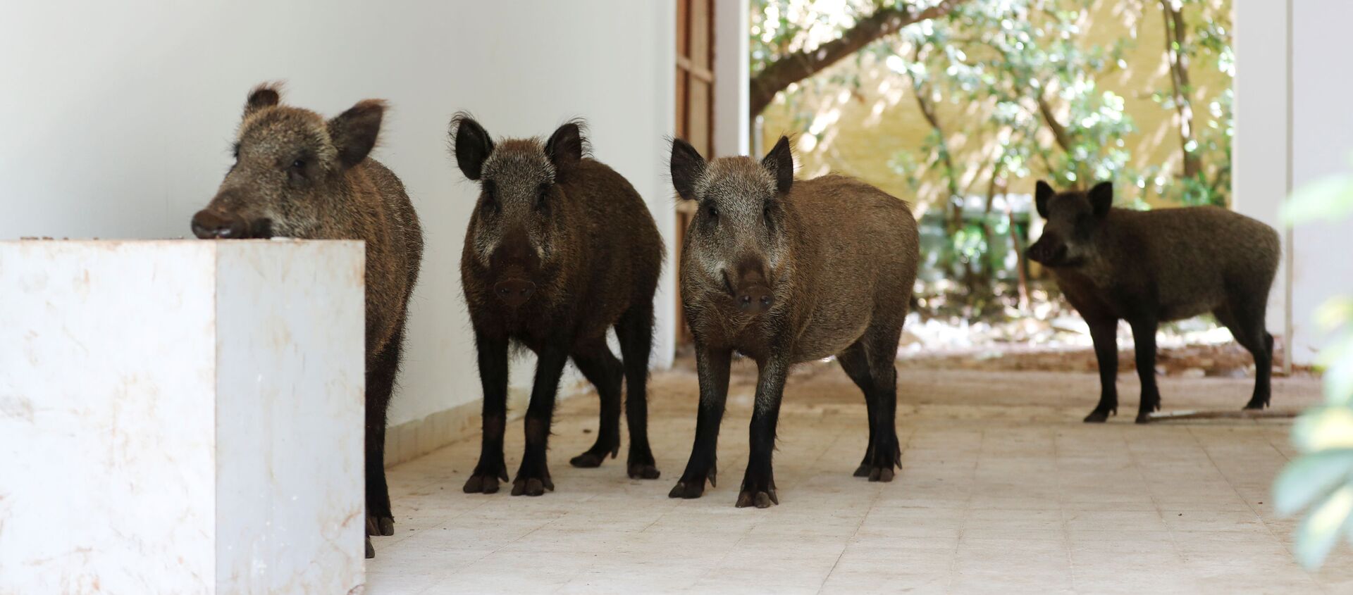 Lợn rừng vào thăm sân trong một ngôi nhà ở Haifa, Israel - Sputnik Việt Nam, 1920, 20.04.2020