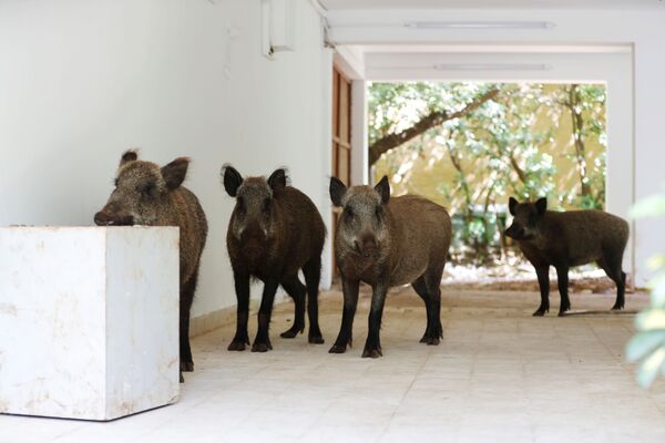 Lợn rừng vào thăm sân trong một ngôi nhà ở Haifa, Israel - Sputnik Việt Nam