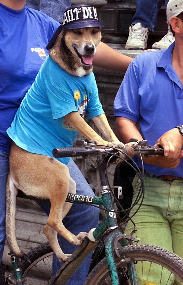 Con chó ngồi với chủ của nó trên chiếc xe đạp trong cuộc biểu tình vào ngày 1 tháng Năm ở Guatemala, 2000 - Sputnik Việt Nam