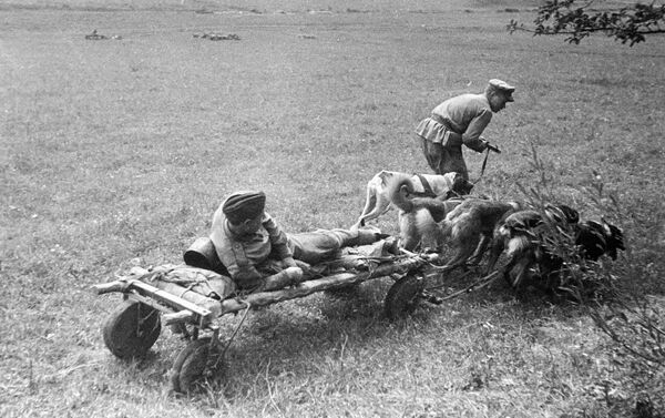 Người lính đưa đồng đội bị thương bằng xe chó kéo ở vùng Lviv, 1944 - Sputnik Việt Nam