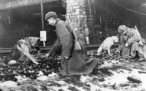 Công binh Liên Xô với sự giúp đỡ của những chú chó, dò mìn trên đường ray xe lửa ở Budapest, 1945 - Sputnik Việt Nam