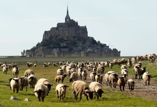 Đàn cừu gặm cỏ gần hòn đảo lâu đài Mont Saint-Michel vắng vẻ ở Normandy, Pháp - Sputnik Việt Nam